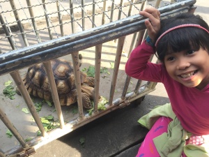 Little Baby Z and the tortoise